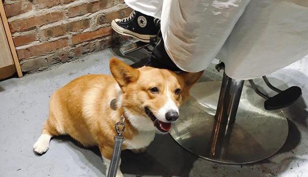 探索全新版狗狗玄機,，揭秘77777與88888的神秘面紗，揭秘狗狗玄機,，探尋全新版數(shù)字組合77777與88888的神秘面紗