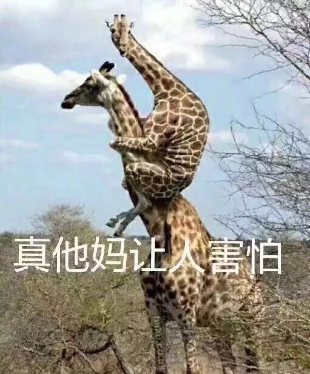 山上王中王，揭秘生肖奧秘——探尋生肖之王的背后含義,，揭秘生肖奧秘,，探尋生肖之王背后的含義——山上王中王
