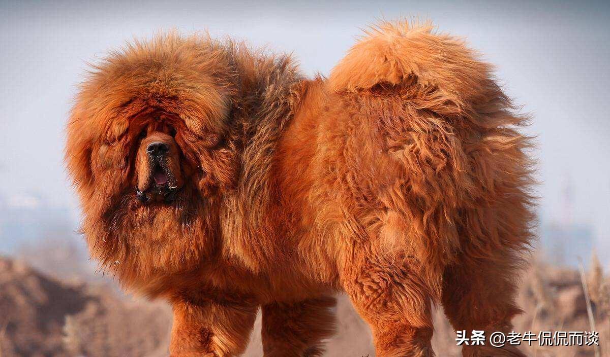 曾比特個(gè)人資料，深度解析，曾比特個(gè)人資料深度解析，揭示不為人知的細(xì)節(jié)